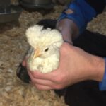pasture raised egg