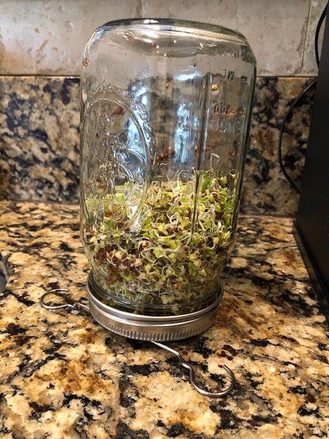 broccoli sprouts